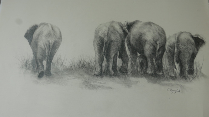 Elephant Bottoms