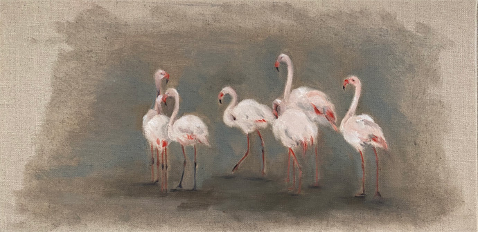 Flamingos