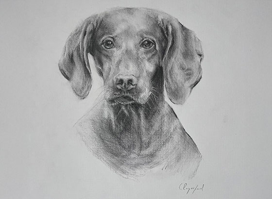 Pet portraiture of Nugget. Commissioned pencil and charcoal artwork by Clementina Raynsford