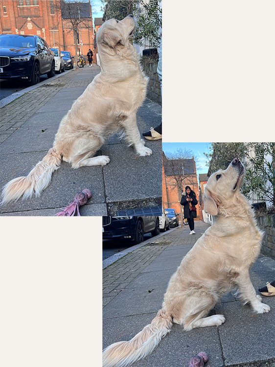 Oil on canvas pet portraiture commissions in London, step 3, Selecting the Perfect Reference Image