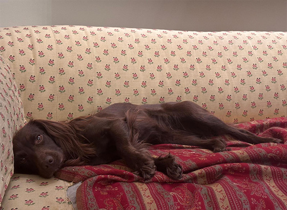 Oil on canvas pet portraiture commissions in London, step 2, Meeting Your Dog & Gathering Reference Material