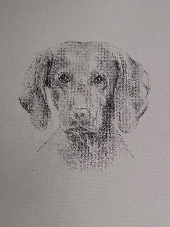 Pencil and Charcoal Portraiture Commissions process step 4, Creating the Drawing