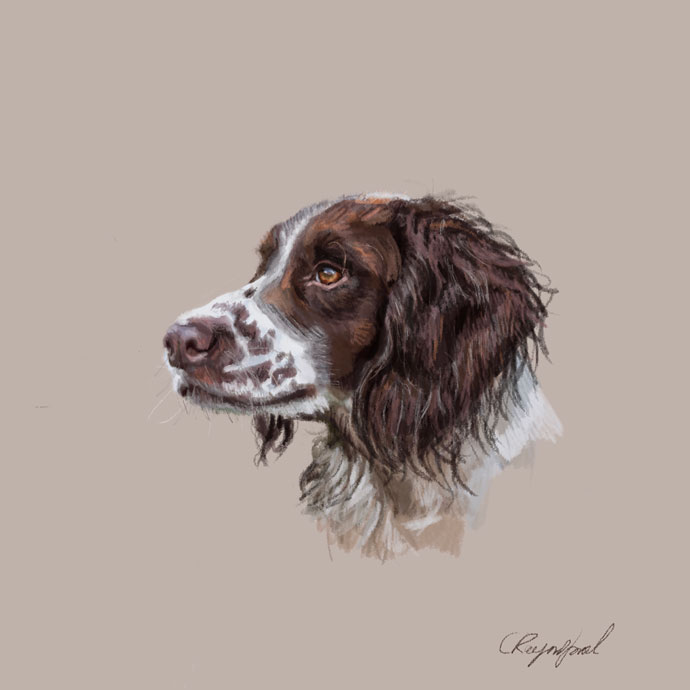 Spaniel Portrait