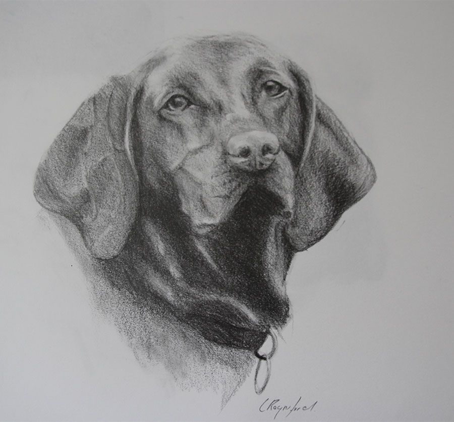 Pet portraiture of Viszla. Commissioned pencil and charcoal sketch artwork by Clementina Raynsford